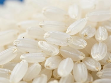 Macro photography of Swarna short grain rice, sharp focus, showing clean polished grains under neutral studio lighting.