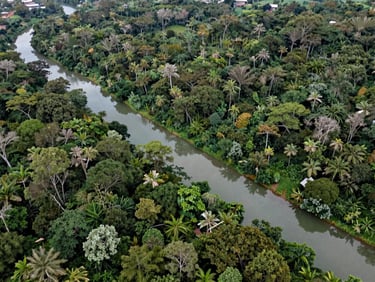 Aerial drone view of a structured riparian buffer zone separating a development site from a Malaysian rainforest.