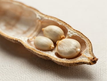 Extreme close-up of Gokshura seed pod cross-section on pale linen, studio strobe lighting revealing fine surface texture and internal seed structure, north-facing daylight tone