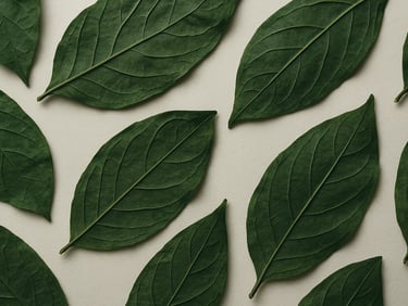 Overhead flat-lay of Paatha dried leaves arranged on cream paper, north-facing daylight rendering true deep-green color, leaf venation visible at extreme close framing