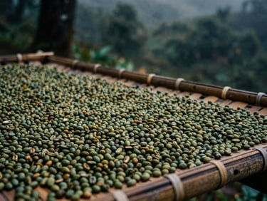 moody editorial photography, close-up of green coffee beans drying on a bamboo mat in the misty Gayo highlands, low-key natural light, 35mm film grain