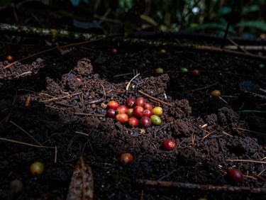 moody editorial photography, rich dark volcanic soil of North Sumatra with coffee cherries resting on the forest floor, deep shadows, low-key light