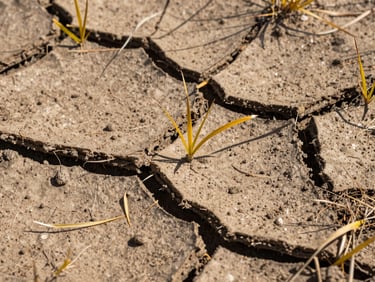 Macro shot of dry, cracked clay soil with sparse, yellowing grass blades under harsh midday sun.