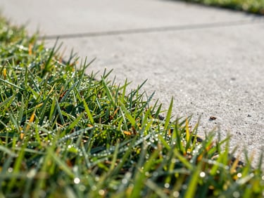 Extreme close-up of a razor-sharp lawn edge meeting a clean concrete pathway, bright morning sun reflecting off dew on the grass.