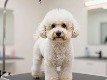 Cachorro poodle branco sendo tosado por groomer em um ambiente de pet shop limpo e iluminado, foco no cuidado, 35mm