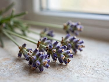 Macro shot of raw organic lavender buds on a cold stone surface, soft morning light, shallow depth of field, 35mm