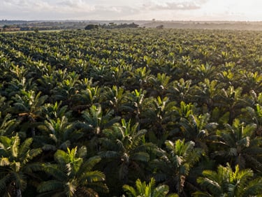 A wide panoramic view of a Colombian palm oil plantation at sunrise, clean agricultural lines, natural daylight.