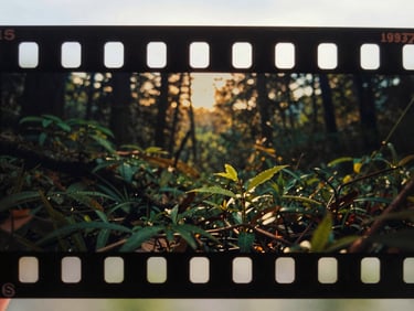 Extreme close-up of 35mm film strip showing organic textures, warm golden hour light, cinematic shadow play