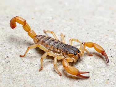 Macro photography of a yellow scorpion on a clean, light stone background, clinical lighting, scientific style