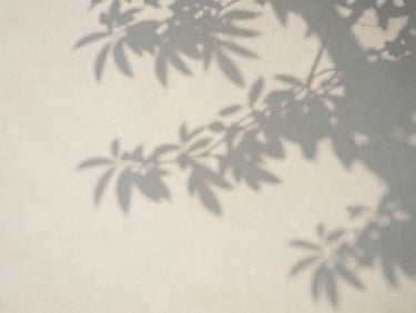 A soft shadow of a tree branch with delicate leaves cast on a textured off-white wall, creating a peaceful and serene atmosphere.