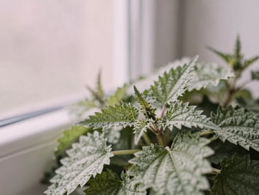 Macro close-up of dried green nettle leaves, soft diffused morning window light, muted pink and sage green tones, shallow depth of field, 35mm