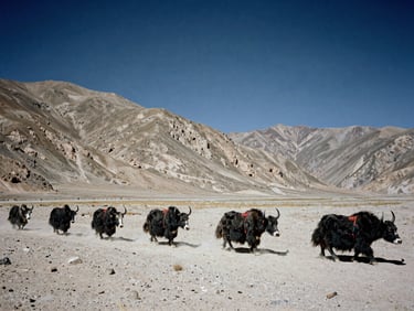 A caravan of yaks moving slowly across a dusty mountain pass under a low horizon, dramatic high-contrast daylight, documentary film style.