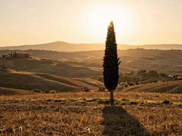 A wide environmental landscape of Tuscan hills at golden hour, a single cypress tree casting a long shadow, warm editorial travel photography.