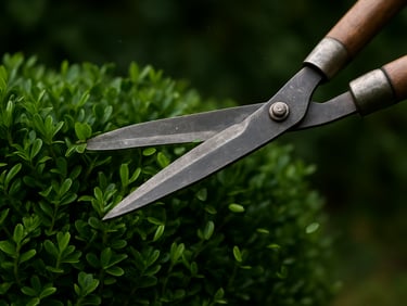 Close-up of hedge shears trimming a boxwood shrub, fresh green clippings falling, natural daylight, tight framing on the blade and foliage