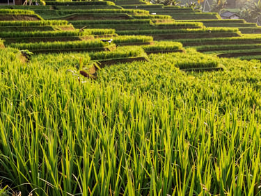 Lush green rice terraces in Ubud Bali under bright morning sunlight, wide environmental framing