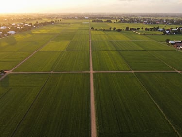Aerial drone shot of clean demarcated green land plots in New Kasama, golden-hour light