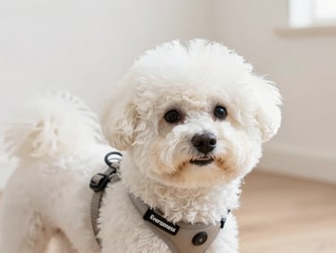 Close-up of a fluffy white Japanese Spitz wearing an EverHarness Pro in a neutral tone, in a bright, clean indoor setting, soft natural light.