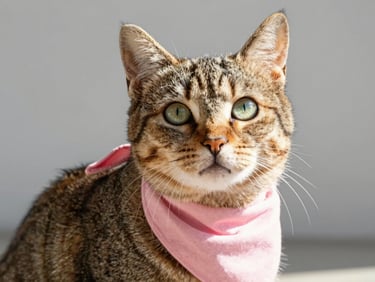 A beautiful tabby cat wearing a soft pink bandana, looking playful under bright natural daylight, eye-level, 35mm lens
