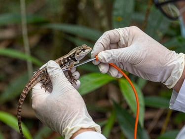 Close-up of a professional biologist's hands in protective gloves gently holding a small native Colombian lizard for measurement, soft forest light.