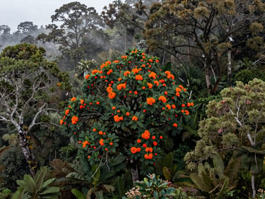 High-altitude Andean forest in Boyacá, mist rising through oak trees, sharp focus, documentary environmental photography.