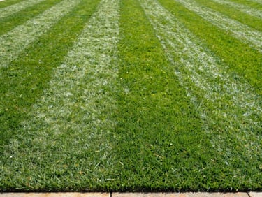 Crisp close-up of perfectly manicured green grass with deep, straight lawn stripes under morning light, 35mm