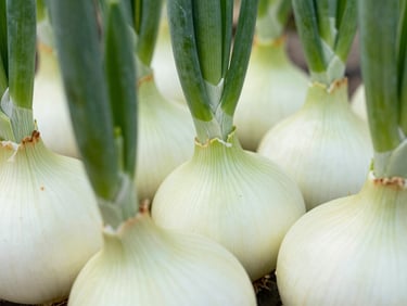 Macro shot of a clean, white onion bulb with subtle green shoots, bright natural light, high texture detail.