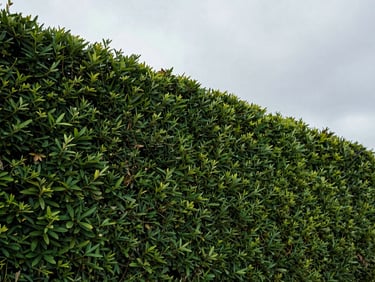 Sharp detail of a freshly trimmed hedge line from below, clean geometric cut against a grey sky, natural overcast daylight, no people