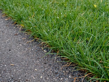 Close-up of a freshly mowed lawn edge in natural daylight, sharp clean grass line against a gravel path, dew visible on blades, no people