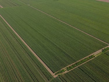 Close-detail aerial photograph of a rectangular agricultural land parcel, clear boundary lines visible from above, surrounding crop rows providing scale, sharp midday light, wide framing with parcel centered