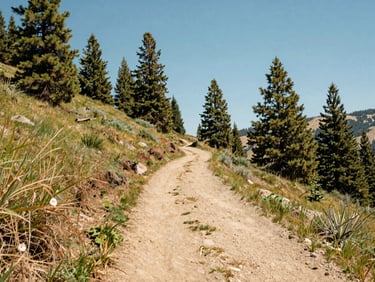Wide environmental shot of a sun-drenched Idaho mountain trail winding through pine trees under a clear blue sky, bright editorial photography, warm natural daylight