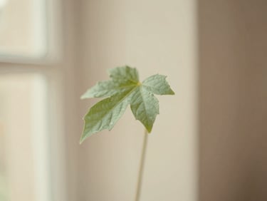 Soft focus image of a single, delicate green leaf in a muted, warm light, symbolizing growth and natural balance, warm editorial photography, soft diffused window light, muted mint and beige tones, shallow depth of field, 35mm