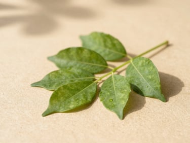 Fresh green botanical leaves with soft shadows on a warm sandy background, bright natural lighting