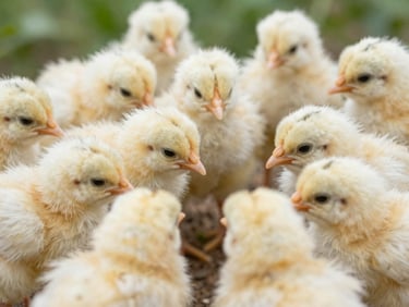 Macro shot of healthy, vibrant poultry chicks feeding, clean environment, bright natural daylight, sharp focus, 35mm