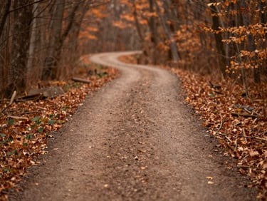 Warm editorial photography of a quiet winding pathway through a sunlit autumn forest, soft diffused light, earthy brown and terracotta tones, shallow depth of field, 35mm