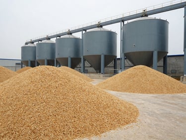 Inspected grain heaps of high-grade wheat inside a clean concrete processing facility, natural overcast daylight, sharp focus, 35mm lens