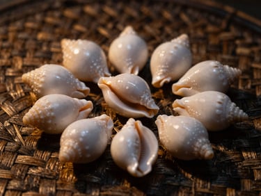A collection of sixteen polished white cowrie shells arranged on a dark woven straw mat, golden hour side-light, extreme texture detail.
