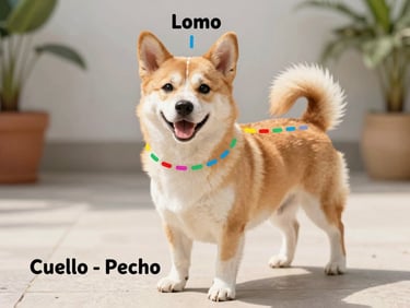 A friendly, clean illustrated diagram showing a happy dog with three colorful dotted lines indicating where to measure: Cuello (neck), Pecho (chest), and Lomo (back length). Playful Mexican craft aesthetic style.