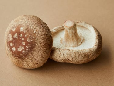 shiitake cuneo saluzzo 