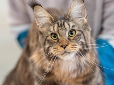 Brown Mackerel Tabby