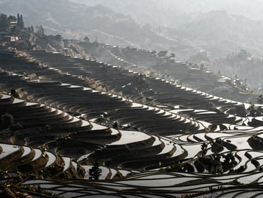 Wide environmental landscape of misty overcast morning in Mu Cang Chai terraced fields, deep textures, no people, negative space, cinematic editorial photography, high-contrast natural light, deep shadows, muted organic tones, 35mm film grain.