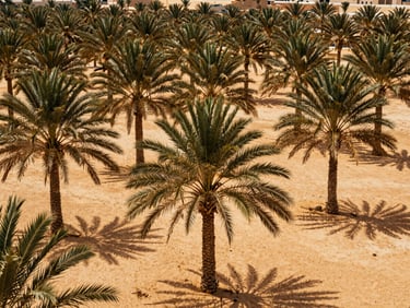 Wide environmental shot of structured palm groves in Kebili, sun-baked sand tones, 35mm