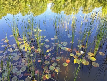 Britzer Garten, Berlin