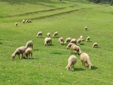 Mannavanur Sheep Farm
