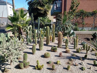 aiuole con cactus all'aperto senza coperture da pioggia, neve, umidità, brina, temperature gelide