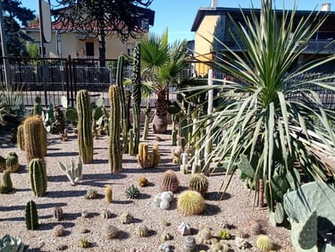 Insolitocactus realizza spazi verdi di rara Bellezza