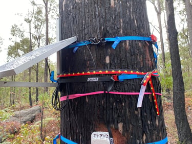 First calibration/validation site for satellite and balloon forest fuel load monitoring products.