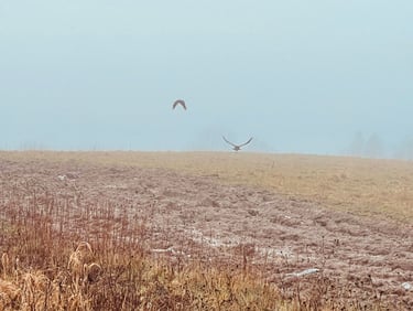 Silence - Photograph by Lynn Ellis