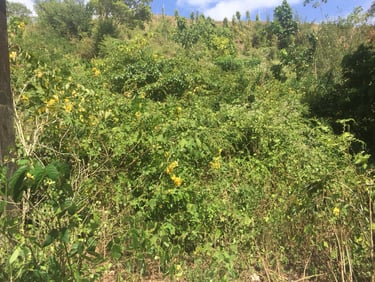 Land for Sale Trinidad