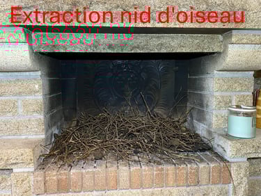 Extraction de nid d'oiseau Plérin Côtes d'Armor