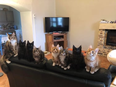 a group of cats kitten maine coon sitting on a couch in a living room